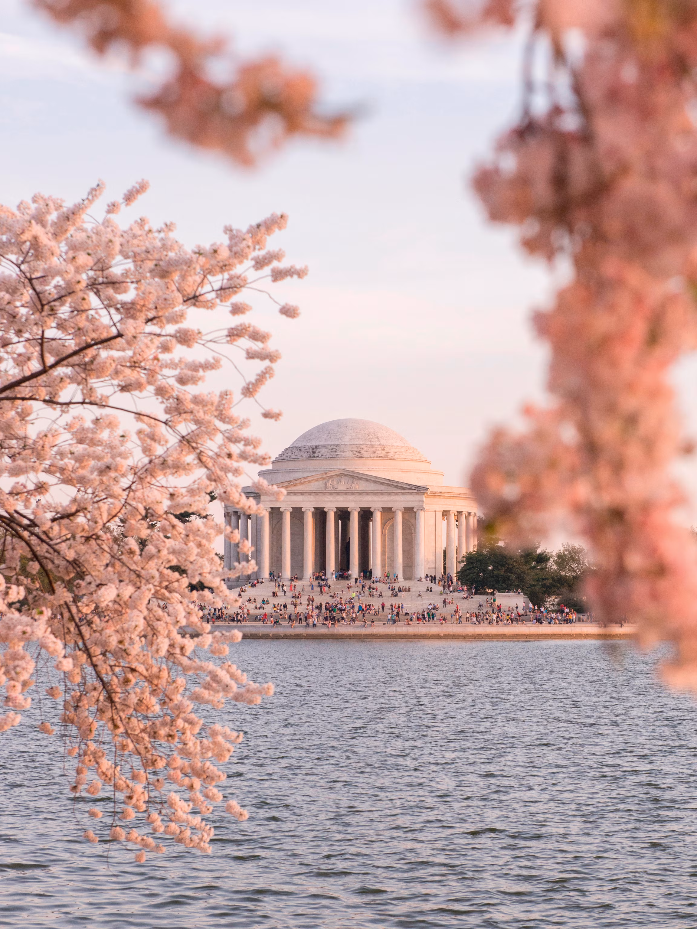 Cherry blossoms in Washington